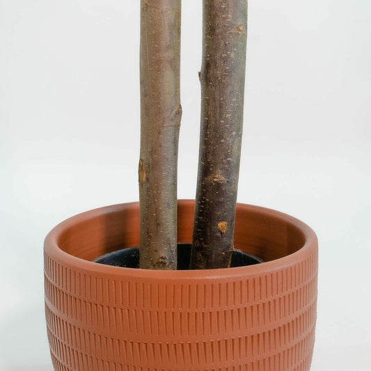 V8H9AC2A5AB66C9D0FDB3DF984A5297E881R6382094P2